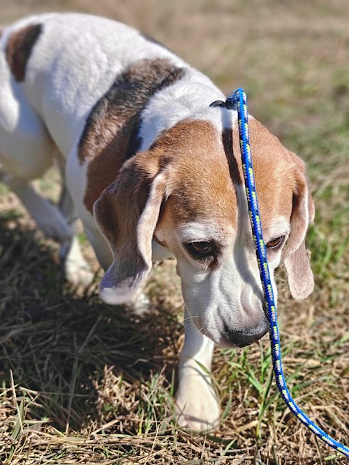 Remus- petsitter București sau Bonă pentru animale pentru câini pisici 