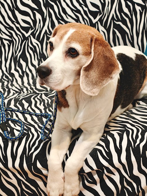 Remus- petsitter București sau Bonă pentru animale pentru câini pisici 