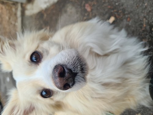 Drăgoi- petsitter Cluj-Napoca sau Bonă pentru animale pentru câini pisici 