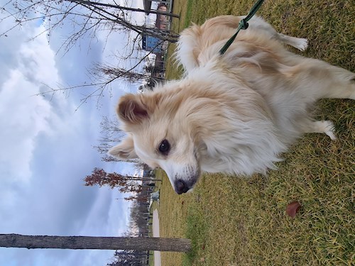 Drăgoi- petsitter Cluj-Napoca sau Bonă pentru animale pentru câini pisici 