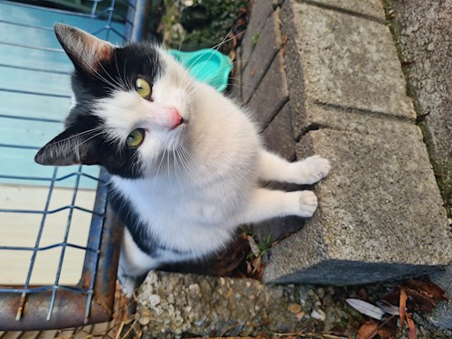 Drăgoi- petsitter Cluj-Napoca sau Bonă pentru animale pentru câini pisici 