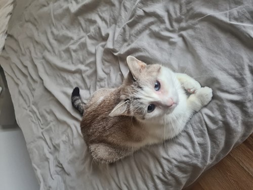 Drăgoi- petsitter Cluj-Napoca sau Bonă pentru animale pentru câini pisici 