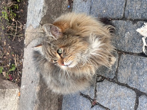 Andra- petsitter București sau Bonă pentru animale pentru câini pisici 