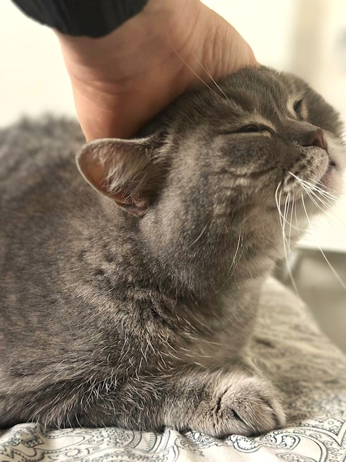 Iasmina- petsitter Oradea sau Bonă pentru animale pentru câini pisici 