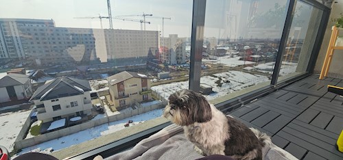 Mihaela- petsitter Chiajna vagy Állat szitter a kutyák cicák 