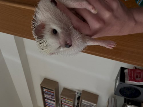 Mara- petsitter Cluj-Napoca or Pet nanny for dogs cats 