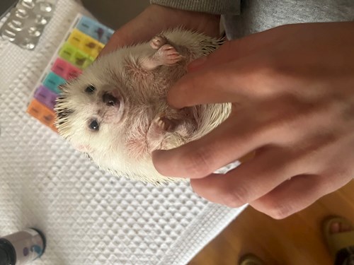 Mara- petsitter Cluj-Napoca or Pet nanny for dogs cats 