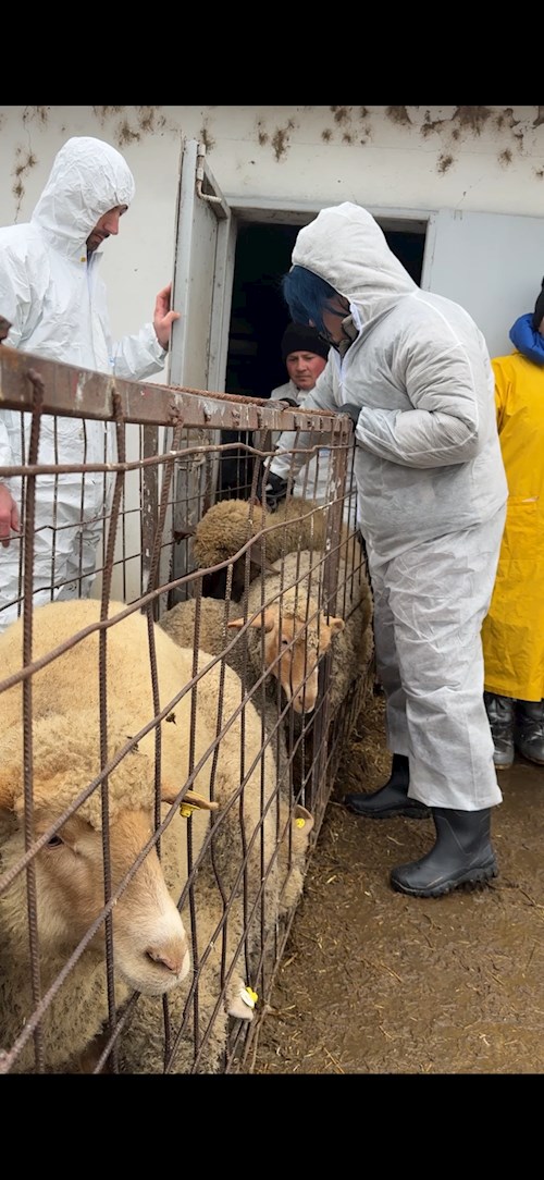 Iancu- petsitter București or Pet nanny for dogs cats 