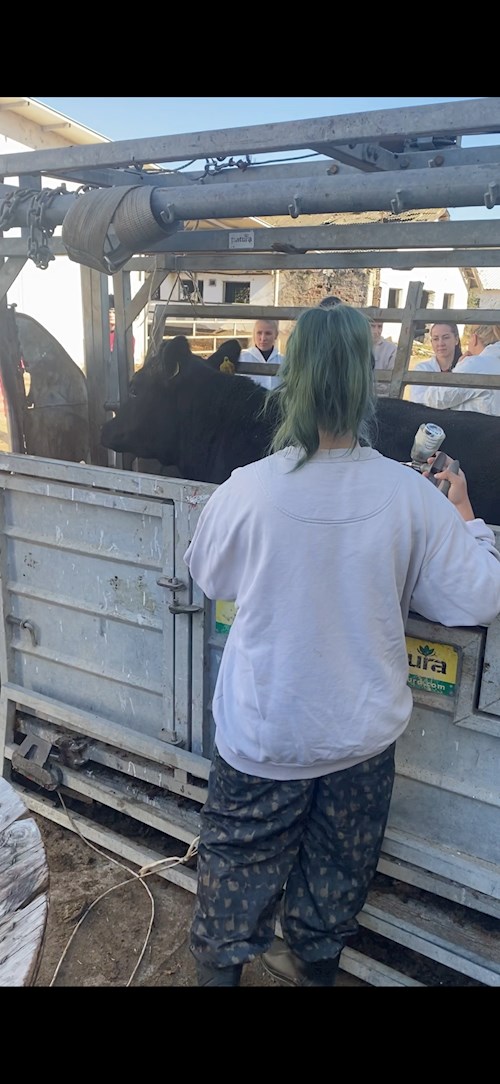 Iancu- petsitter București or Pet nanny for dogs cats 