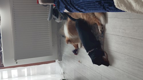 Iustina- petsitter Dezmir vagy Állat szitter a kutyák cicák 