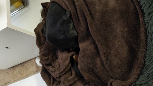 Iustina- petsitter Dezmir vagy Állat szitter a kutyák cicák 