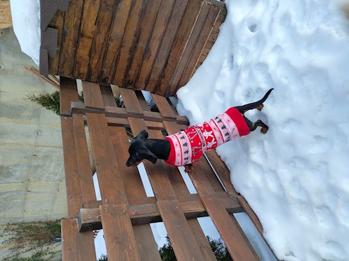 Iustina- petsitter Dezmir vagy Állat szitter a kutyák cicák 