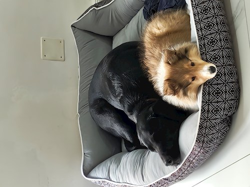 Iustina- petsitter Dezmir vagy Állat szitter a kutyák cicák 