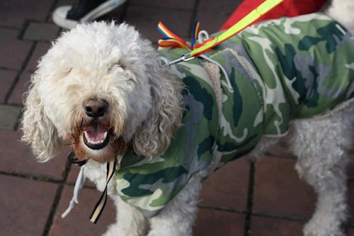 Iustina- petsitter Dezmir vagy Állat szitter a kutyák cicák 