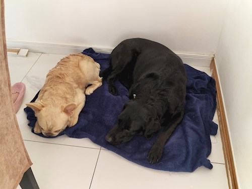 Iustina- petsitter Dezmir vagy Állat szitter a kutyák cicák 