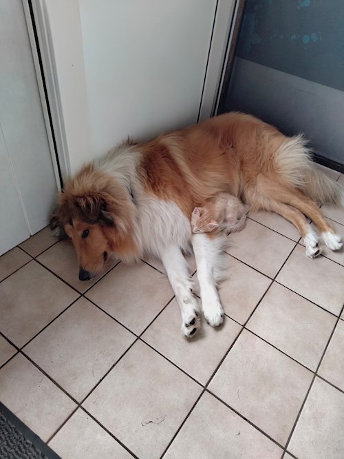 Iustina- petsitter Dezmir vagy Állat szitter a kutyák cicák 