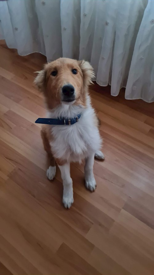 Iustina- petsitter Dezmir vagy Állat szitter a kutyák cicák 