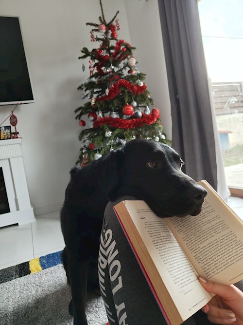 Iustina- petsitter Dezmir vagy Állat szitter a kutyák cicák 