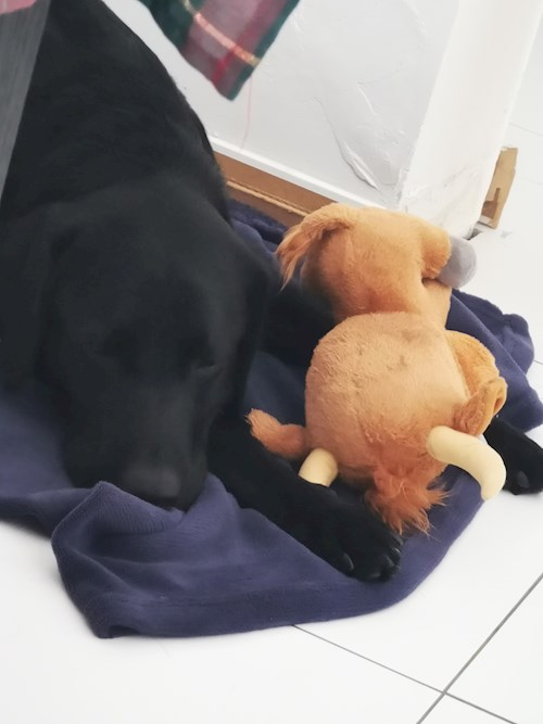 Iustina- petsitter Dezmir vagy Állat szitter a kutyák cicák 