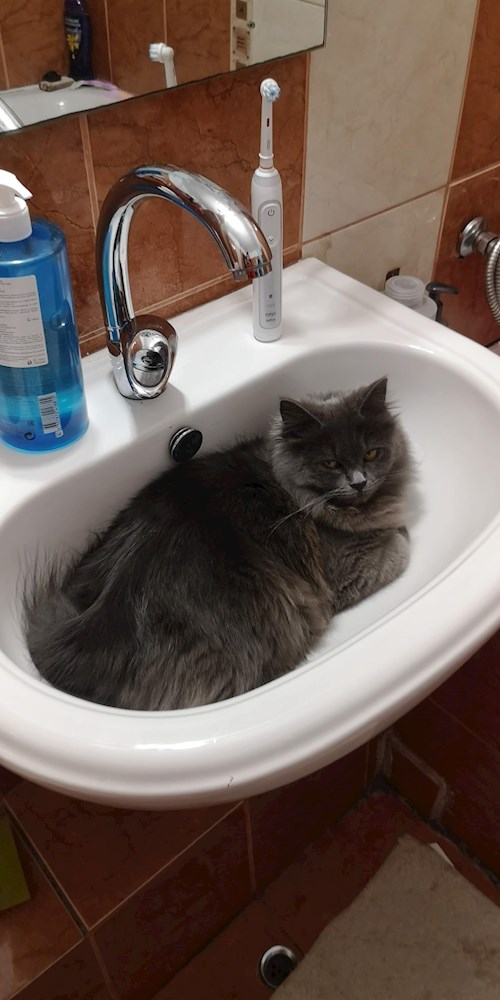 Iustina- petsitter Dezmir vagy Állat szitter a kutyák cicák 