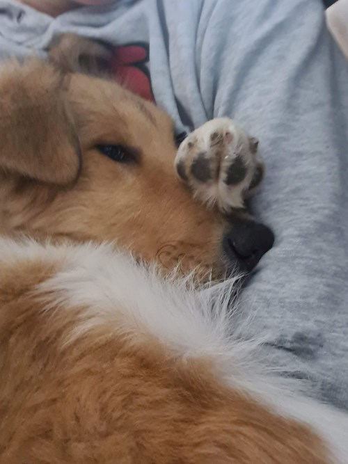 Iustina- petsitter Dezmir vagy Állat szitter a kutyák cicák 