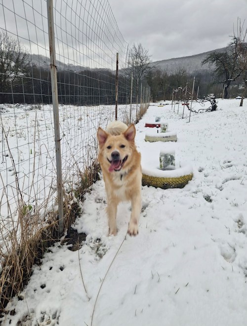 Maria- petsitter Timișoara or Pet nanny for dogs cats 