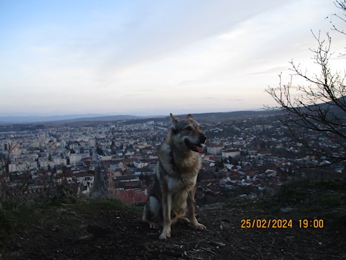 Maria- petsitter Timișoara or Pet nanny for dogs cats 