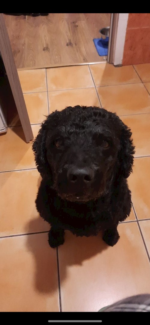 Maria- petsitter Timișoara or Pet nanny for dogs cats 