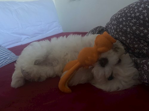 Maria- petsitter Timișoara or Pet nanny for dogs cats 