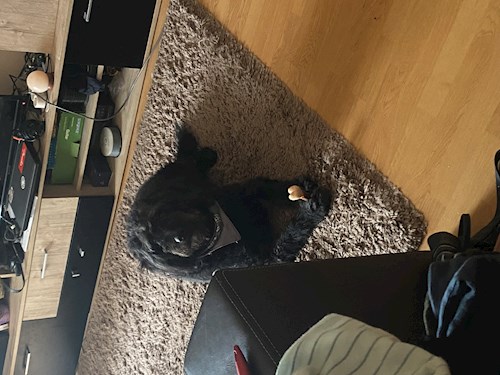 Maria- petsitter Timișoara or Pet nanny for dogs cats 