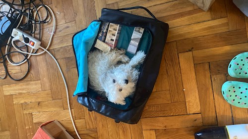 Maria- petsitter Timișoara or Pet nanny for dogs cats 