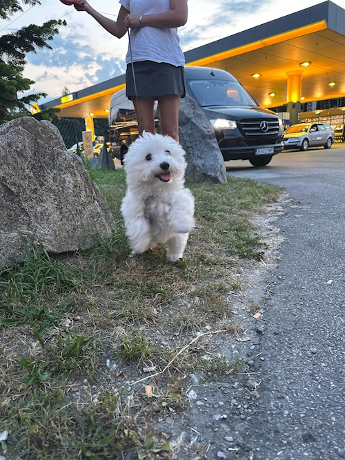 Maria- petsitter Timișoara or Pet nanny for dogs cats 