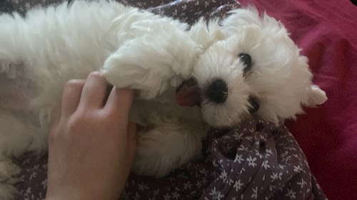 Maria- petsitter Timișoara or Pet nanny for dogs cats 