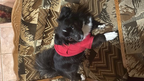 Mihai- petsitter București or Pet nanny for dogs cats 