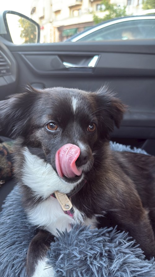 Mihai- petsitter București or Pet nanny for dogs cats 