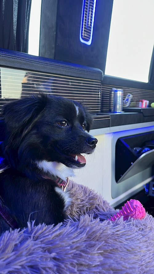 Mihai- petsitter București or Pet nanny for dogs cats 