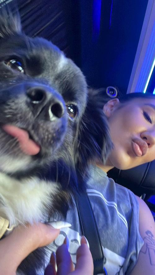 Mihai- petsitter București or Pet nanny for dogs cats 