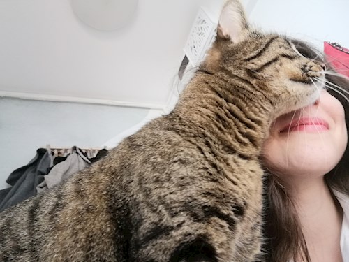 Cristea- petsitter Cluj-Napoca or Pet nanny for dogs cats 