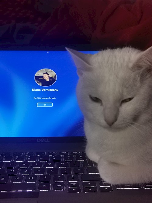 Diana- petsitter Florești or Pet nanny for cats 