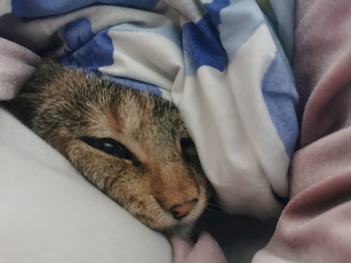 Diana- petsitter Florești or Pet nanny for cats 