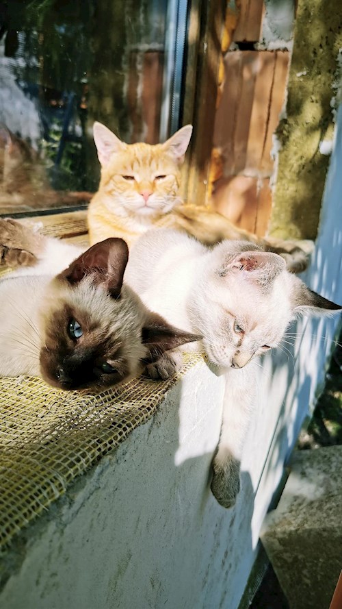 Diana- petsitter Florești or Pet nanny for cats 