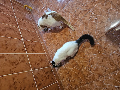Ana-Maria- petsitter București sau Bonă pentru animale pentru câini pisici 