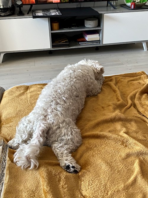 Diana- petsitter București sau Bonă pentru animale pentru 