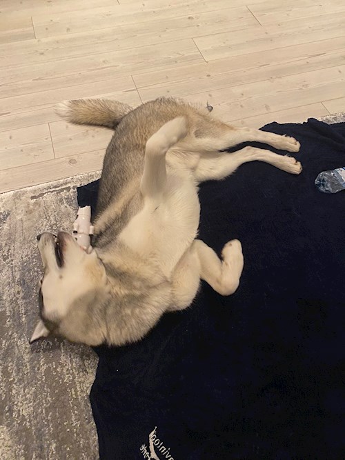 Diana- petsitter București sau Bonă pentru animale pentru 