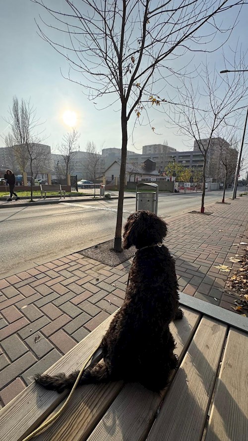 Diana- petsitter București sau Bonă pentru animale pentru 