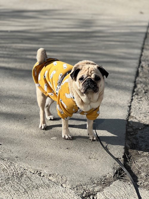 Oana- petsitter Iasi  or Pet nanny for dogs cats 