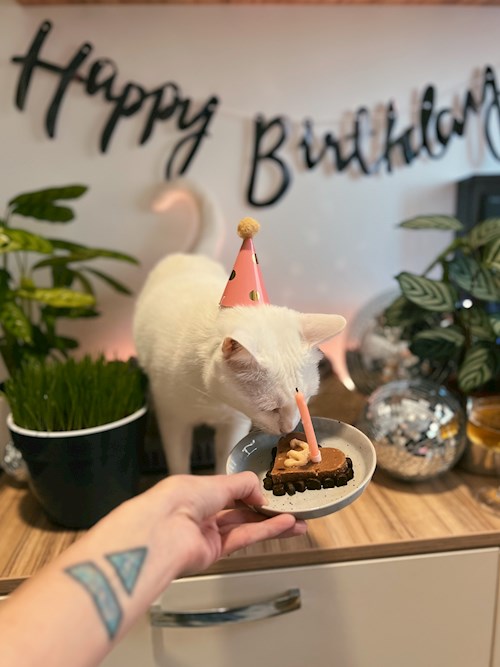 Oana- petsitter Iasi  or Pet nanny for dogs cats 