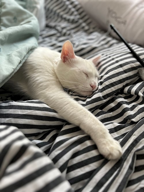 Oana- petsitter Iasi  or Pet nanny for dogs cats 