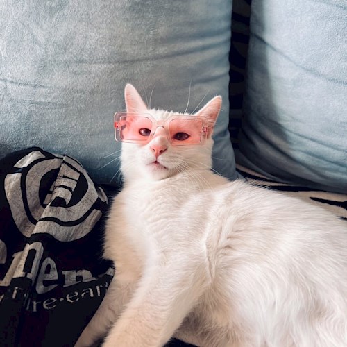 Oana- petsitter Iasi  or Pet nanny for dogs cats 