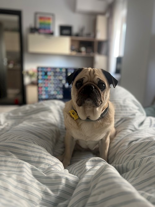 Oana- petsitter Iasi  or Pet nanny for dogs cats 